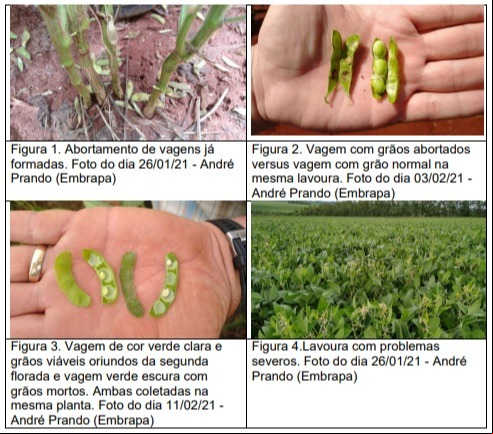 Embrapa Soja - Comunicado sobre abortamento de vagens