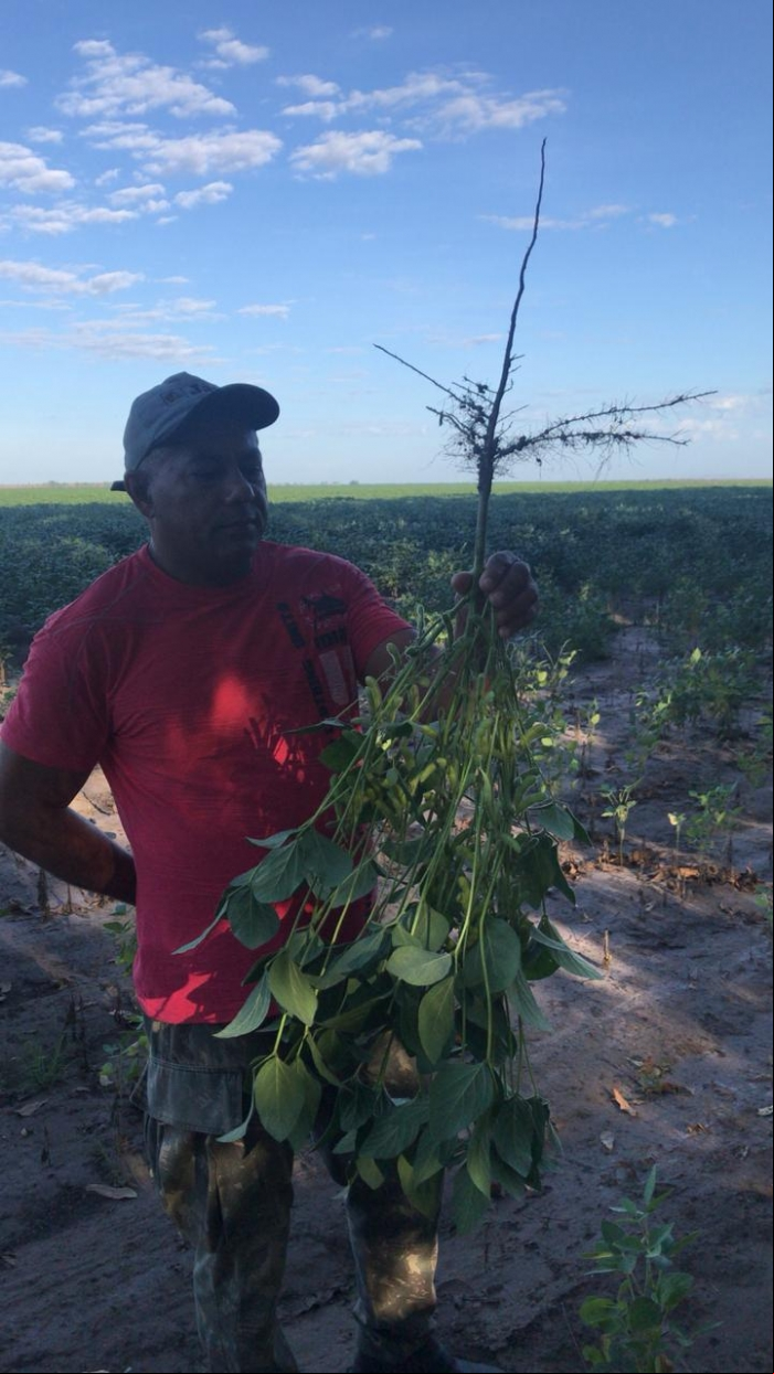 Lavouras de soja na Bahia com 47 dias sem chuvas, destaque para sistema radicular - Foto: Reprodução/Redes sociais
